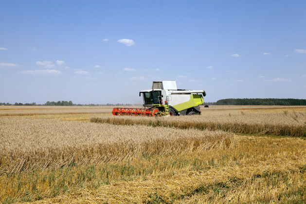 谷类农田里 这使得夏天的谷类收获收获小麦田地