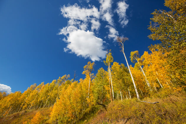 秋天黄色调的秋景秋天的背景乡村木头黄色