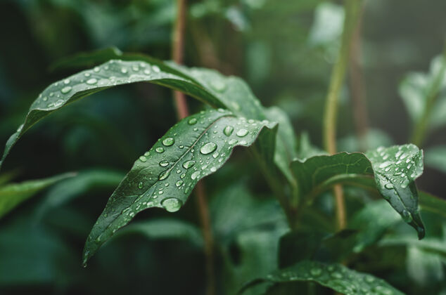 自然绿油油的牡丹叶 带着雨滴牡丹夏天雨滴