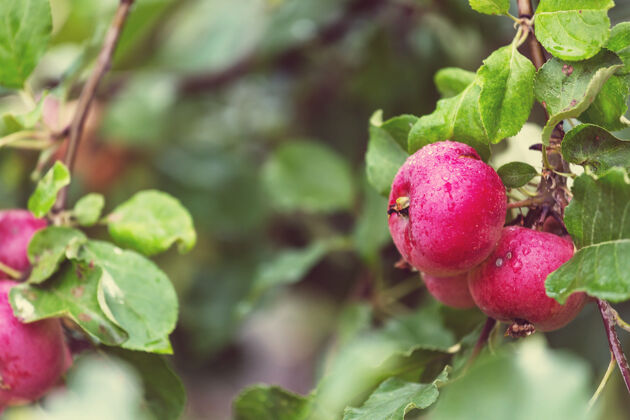 作物在花园的树枝上收获成熟的红苹果苹果产量牧场