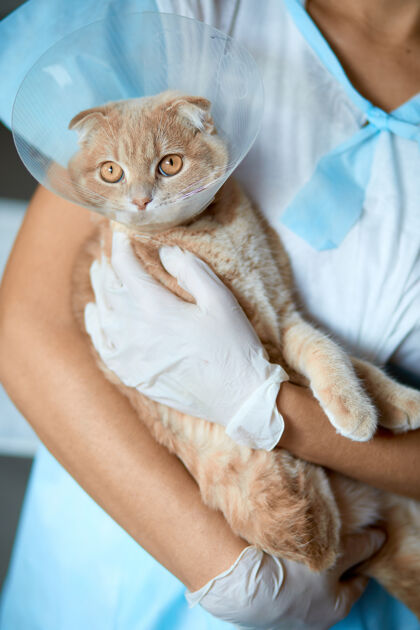 人类女兽医手上拿着一只带塑料锥领的猫去势后 兽医的概念颈整形兽医