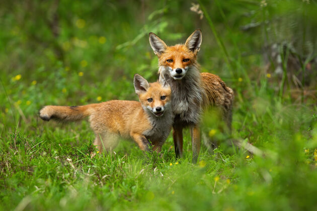 幼崽年轻的红狐幼崽在春天和它的妈妈拥抱在一起动物狐狸大自然
