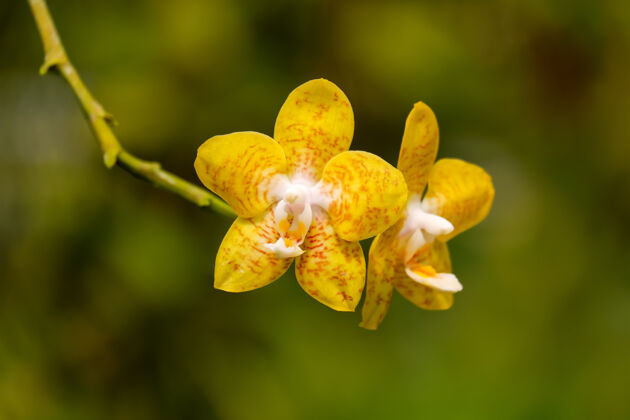 颜色蝴蝶兰或黄色兰花特写从家庭兰科在热带花园自然细节森林