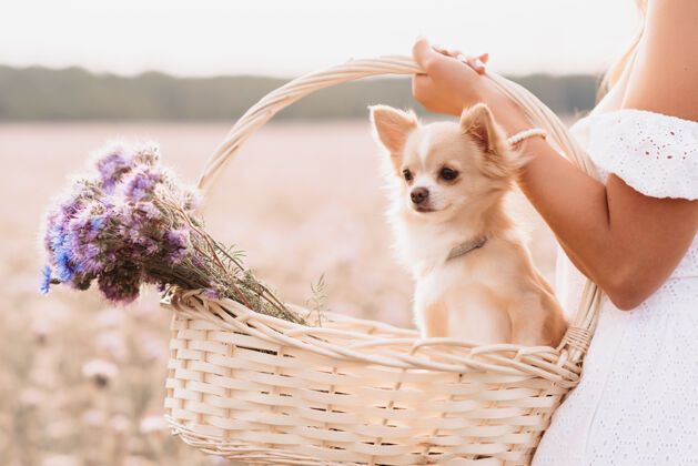 抱吉娃娃狗在花篮里 在一个女孩手里 在一片夏日的田野里 在大自然中爱宠物美丽