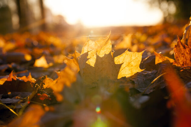 秋天桔黄色的枫叶从树上掉下来后躺在地上 特写金色乡村梁
