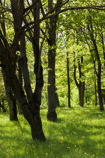 寂静公园里的树木 覆盖着浓密的绿叶 夏天浓密闪亮森林