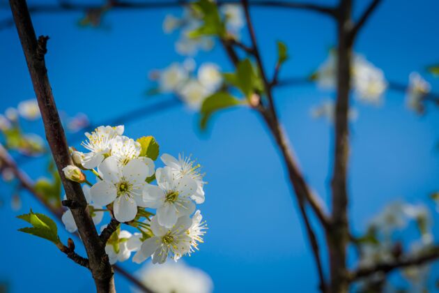 开花柔软的白花树绽放在湛蓝的天空 春天树苹果天空