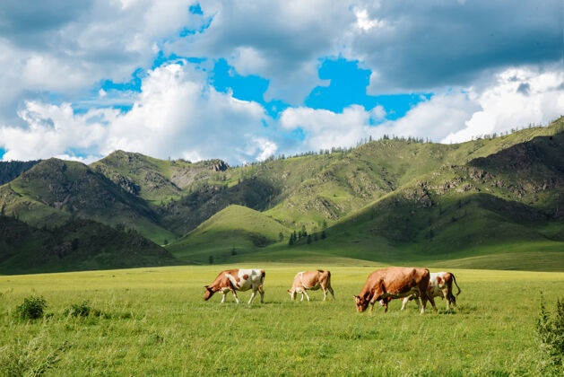 动物在山区的一个夏日里 一群奶牛在一个夏日的乡村景观里农村天空放牧