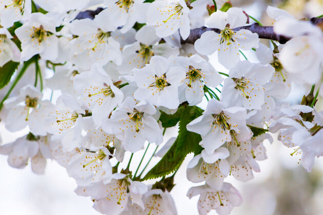 户外花的背景是樱桃白樱花开了开花樱花樱花树