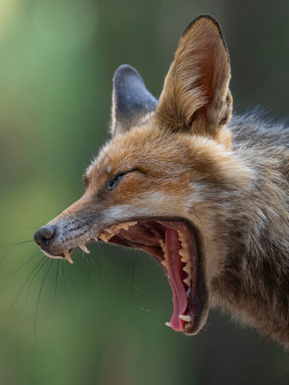细节森林里一只红狐的画像动物群野生动物优雅