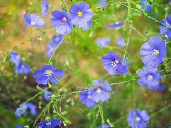 草蓝色天竺葵花与雨滴在前花园或花园鹤五颜六色会计