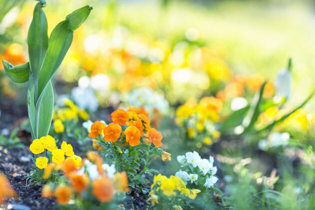 明亮紫罗兰橙三色堇花在早晨阳光早春天概念选择性 背景模糊装饰早晨季节