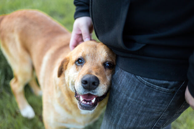 手在一个绿色的公园里 一只可爱的快乐的狗被一个男人的手抚摸着可爱狗金毛猎犬