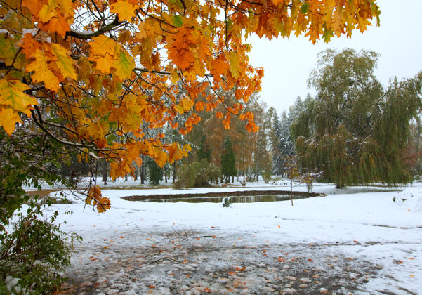 湖城市公园的第一场秋天突然下雪桨橡树雪