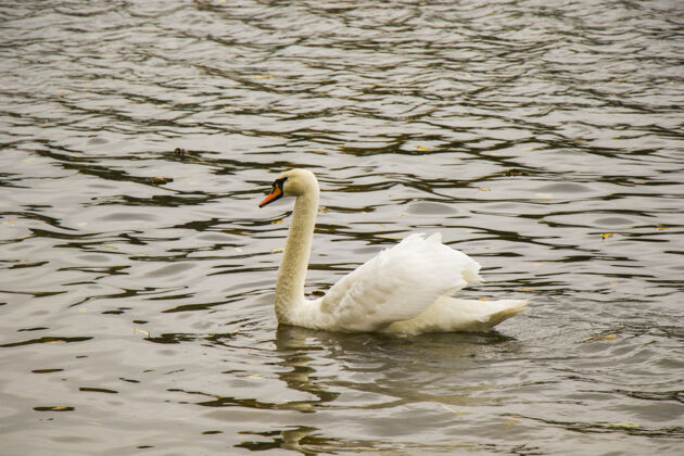 池塘湖中的天鹅 动物主题白色天鹅原始雾优雅