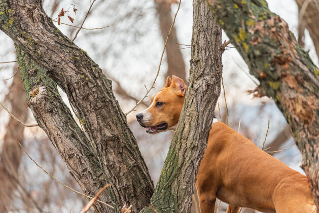 游戏美国斯塔福德郡猎犬森林年轻公园里的斯塔福德郡成年猎犬能源狗纯种