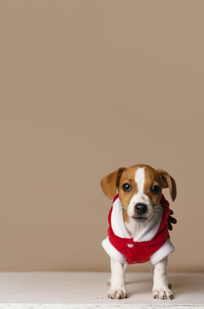 小猎犬穿着红色服装的可爱小猎犬服装复制空间可爱