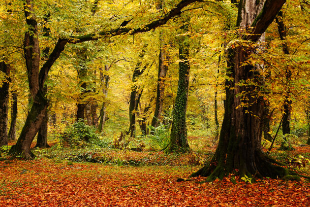 林地重庆市秋秋季森林景观乔治亚州秋天给树叶涂颜色树橙色还有黄色的表面森林植物学树叶