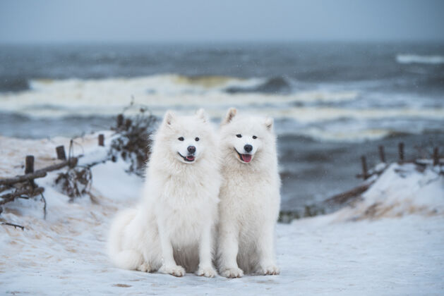森林拉脱维亚的雪海海滩上有两只萨莫耶德白狗户外幼犬冬天