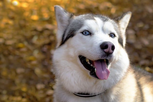 品种一张哈士奇和蓝色的快乐特写脸眼睛加拿大人 北部狗复制空间狗户外哺乳动物