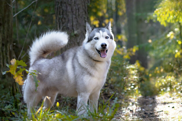 阿拉斯加狼一样的哈士奇 充分成长的背景下加拿大森林 北方狗极地狗同伴