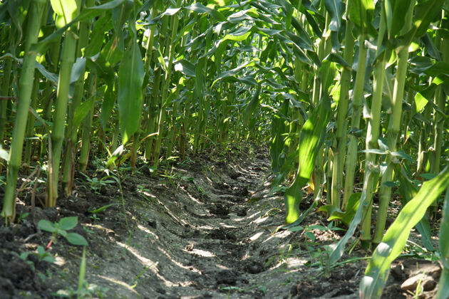 耕作低角度看一排年轻的玉米秸秆农田季节草地