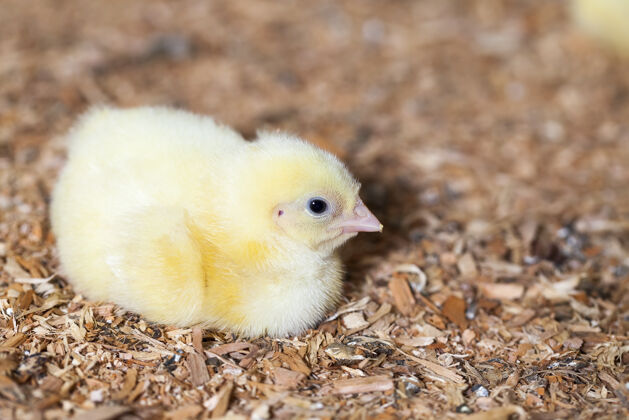 美丽在一个传统的家禽养殖场里的转基因鸡鸟嘴饲养产品