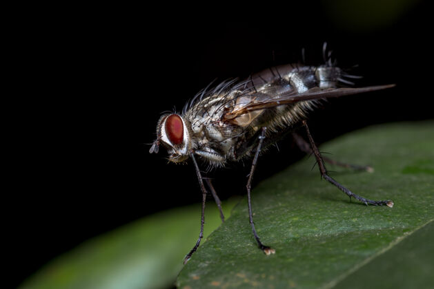 世界红眼苍蝇在一片树叶和一个黑色的背景动物细节野生动物