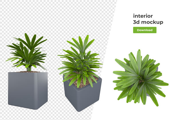 装饰各种植物装饰3d渲染隔离植物花盆盆栽