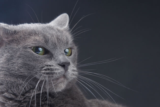 毛皮一只美丽的灰猫在黑暗中的工作室肖像背景.pet哺乳动物捕食者品种嘴房子