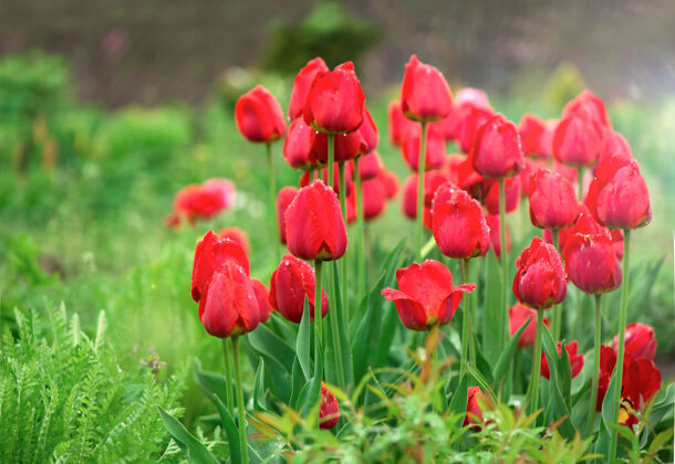 田野郁金香花在一个模糊的背景自然·春天背景背景开花新鲜
