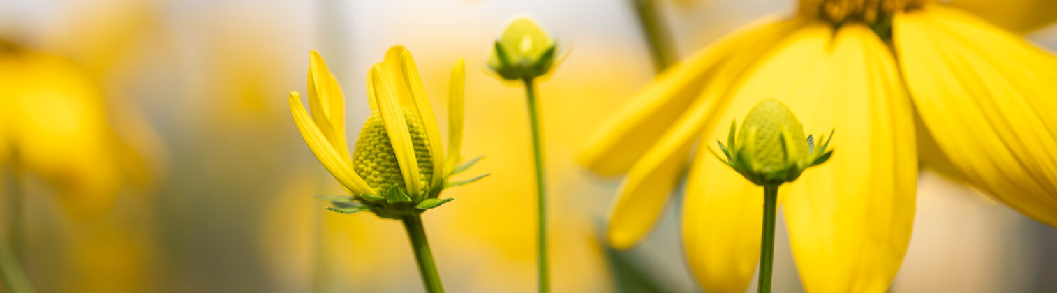 阳光特写自然幼小的黄花在模糊的背景下 阳光下与博基赫和复制空间作为背景 自然植物景观 生态封面的概念绿色生态植物