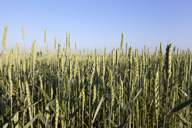 营养农田里种的小麦已经快熟了 变成了金黄色农学农业谷物