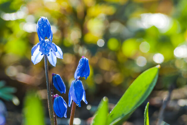季节Scilla蓝色花朵特写花园白天焦点