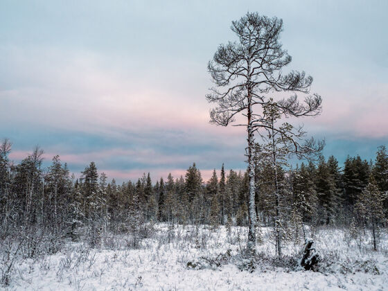 桦树在极地的一天 雪地里有一棵树 这是令人惊叹的北极景观无人降雪树枝