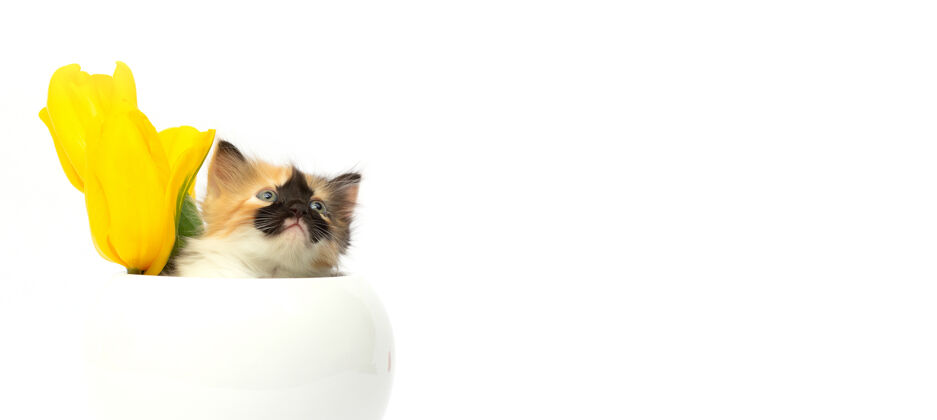 禮物可愛的小貓在罐子里 黃色的花在白色的背景上貓寶貝貓
