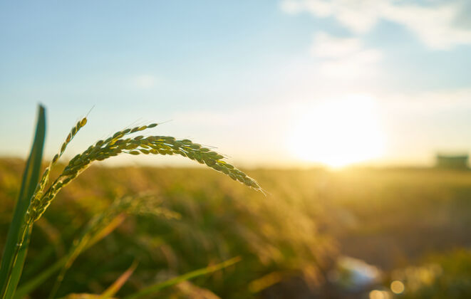 收获巴伦西亚日落时种植水稻的细节 种植园在外福克斯赖斯植物种子中的谷物植物草农场