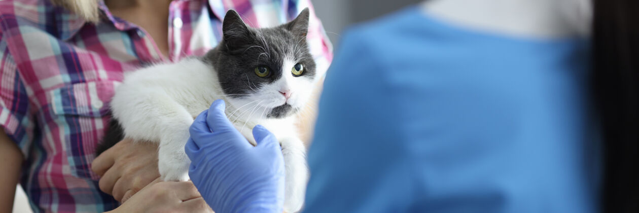 研究猫被带到兽医的预约特写镜头女性猫手臂