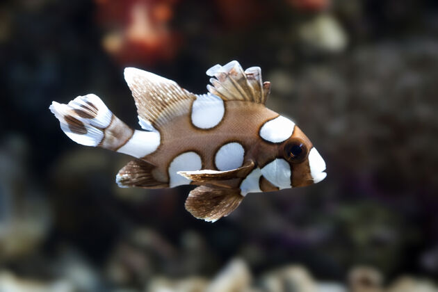 珊瑚海底和珊瑚礁上美丽的棕色鱼鱼水族馆水