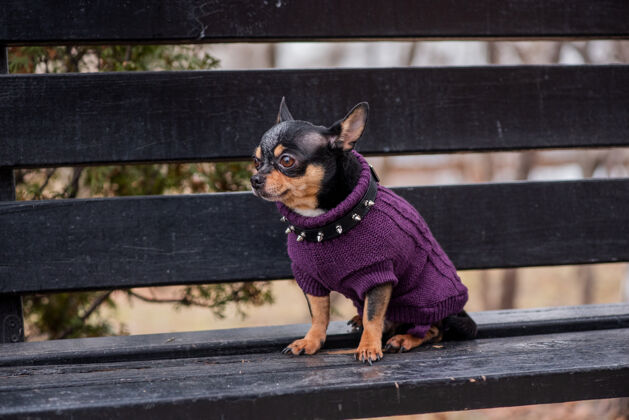 纯种宠物狗吉娃娃在街上散步吉娃娃街一只狗遛狗秋天在公园散步小肖像可爱