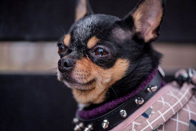 草地宠物狗吉娃娃在街上散步吉娃娃街一只狗遛狗秋天在公园散步小哺乳动物肖像
