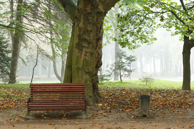 座位秋日公园里的长椅风景优美道路树无人