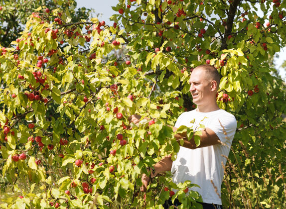 农村快乐的家伙在花园里摘苹果花园收获树