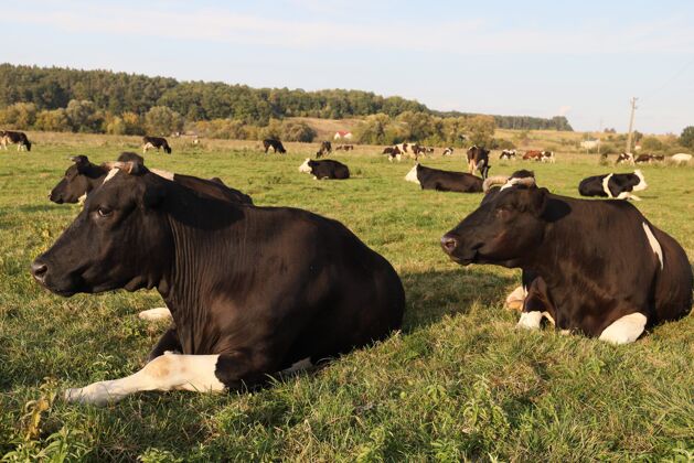 放牧牛在草地上吃草休息乡村牛肉牛