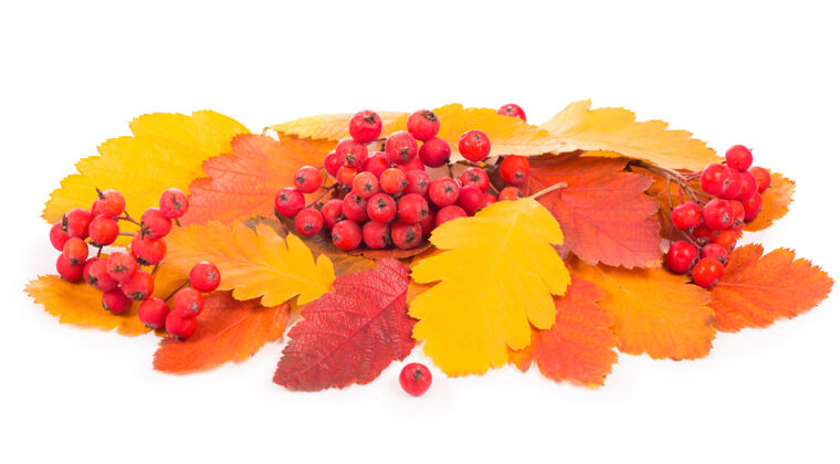 五颜六色秋天五颜六色的红罗兰枝孤立在白色上山明亮罗文