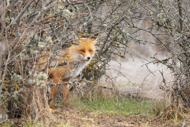 狗一只红狐秃鹫的特写镜头 从灌木丛中向外看花园可爱草地