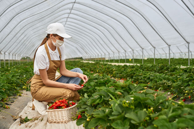 栽培戴着面具的女人在温室里收获草莓脸穿戴种植园