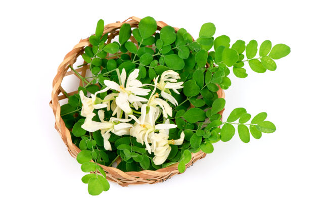皮肤护理辣木绿色的叶子和白色的花朵隔离开来顶视图 平面图健康叶子草药
