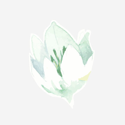 植物水彩白百合手绘设计元素花瓣花花