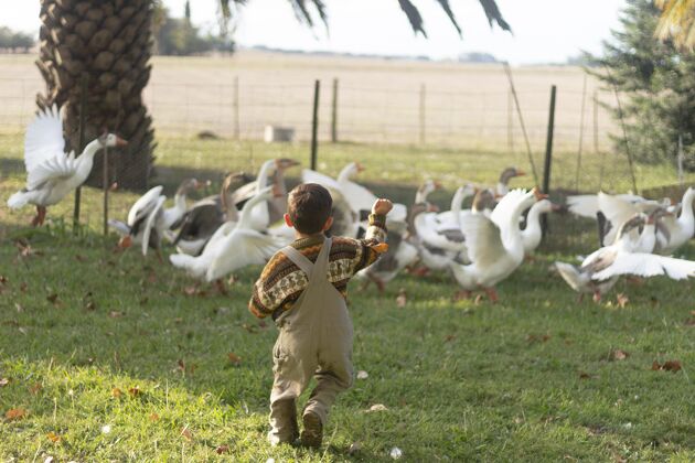 乡村全速追鹅的小孩全镜头农场生活